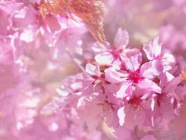 Beautiful branch of blossoming pink cherry in spring on floral background, sakura flowers in sunlight, copy space for text