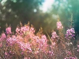 Flowers of fireweed in the soft sunlight of summer evening, image with bokeh and filters. Ivan-tea  in meadow, summer mood with dark toning. photo