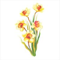 blooming yellow daffodil flower with leaves botanical watercolor illustration vector