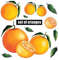 set of fruit orange and half citrus with leaves vector illustration