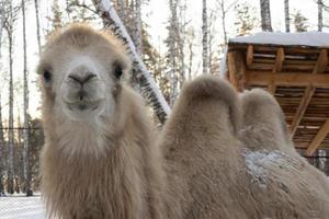 the muzzle of a light camel in close-up on a winter farm. photo