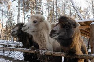 a group of brown and white camels in close-up on a winter farm. photo