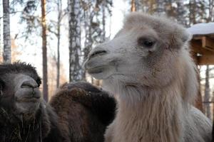 a group of brown and white camels in close-up on a winter farm. photo