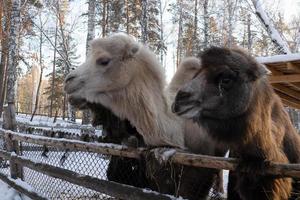 a group of brown and white camels in close-up on a winter farm. photo