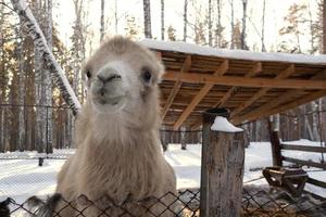 the muzzle of a light camel in close-up on a winter farm. photo