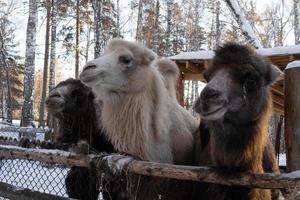 a group of brown and white camels in close-up on a winter farm. photo