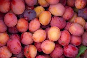 lots of red and purple ripe plums.top view.background. photo