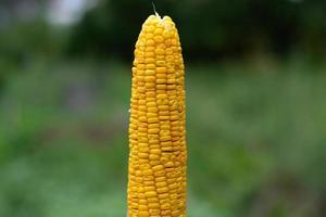 fresh ripe corn cob on the background of a green garden. photo