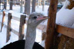 Portrait of a smiling ostrich in a winter park.ostrich farm. photo
