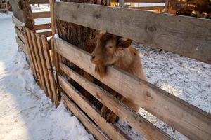 funny mountain goat close-up on a winter farm. photo