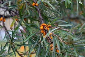 Branch of sea buckthorn with bright ripe berries. photo
