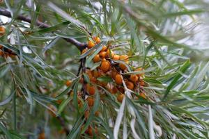 Branch of sea buckthorn with bright ripe berries. photo