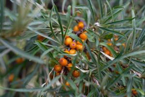 Branch of sea buckthorn with bright ripe berries. photo