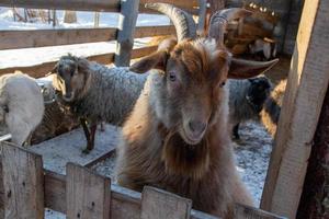 funny mountain goat close-up on a winter farm. photo