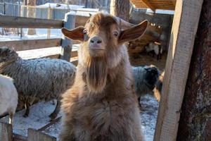 funny mountain goat close-up on a winter farm. photo