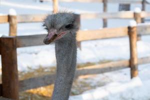 Portrait of a smiling ostrich in a winter park.ostrich farm. photo