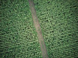 A bird's-eye view of a beautiful rural road in a green corn field. A shot from a drone. Concepts of nature and agriculture photo