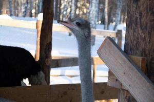 Portrait of a smiling ostrich in a winter park.ostrich farm. photo