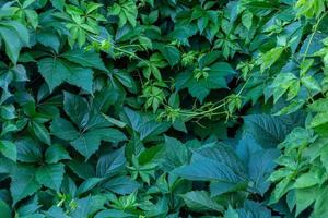 wall of wild grape foliage photo