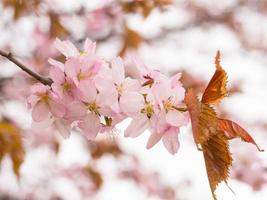 Branch with blossoms Sakura. photo