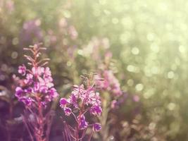 hermoso fondo de flores foto