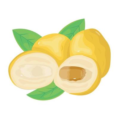 Get hold of this isometric icon of unripe dates