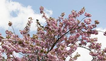 flores de árbol en flor de primavera foto