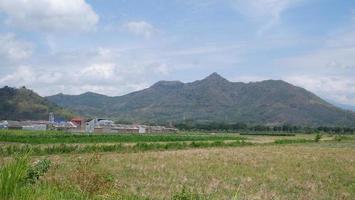 rice field view and clear sky photo