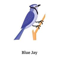 descargue el icono plano bellamente diseñado de blue jay vector