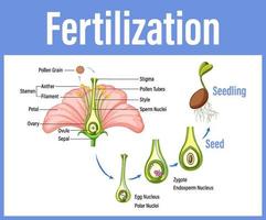 diagrama que muestra la fertilización en flor vector