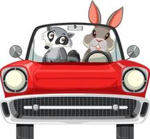 Raccoon and rabbit in classic red car on white background vector