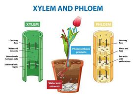 Diagram showing xylem and phloem in plant vector