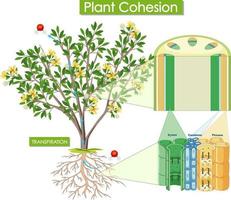 Diagram showing plant cohesion vector