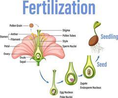 Diagram showing fertilization in flower vector