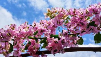 flores de buganvilla con fondo de cielo despejado foto