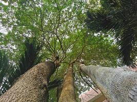 inclinar un árbol. Primer plano inclinado hacia arriba del tronco de un árbol grande con hojas verdes. foto