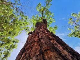 inclinar un árbol. Primer plano inclinado hacia arriba del tronco de un árbol grande con hojas verdes. foto