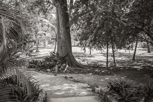 Tropical jungle plants trees walking trails Muyil Mayan ruins Mexico. photo