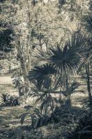 Tropical natural jungle forest plants trees Muyil Mayan ruins Mexico. photo