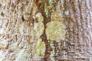 Tropical tree bark texture with moss and lichen Mexico. photo