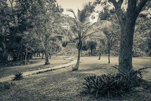 Tropical jungle plants trees walking trails Muyil Mayan ruins Mexico. photo