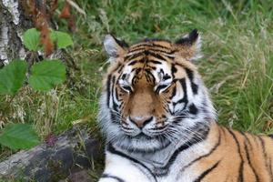 Siberian Tiger in close up photo