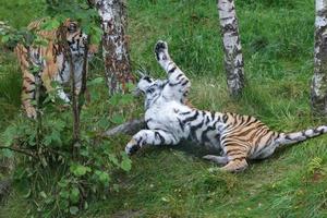 tigre siberiano en primer plano foto