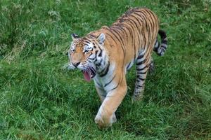 Siberian Tiger in close up photo