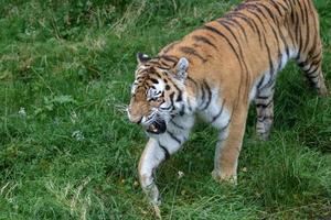 Siberian Tiger in close up photo