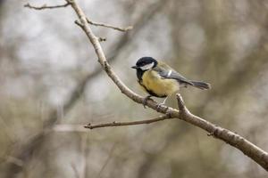 Great Tit perched on a branch photo