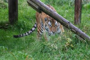 Siberian Tiger in close up photo