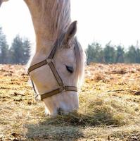 Female horse eating dry hay photo