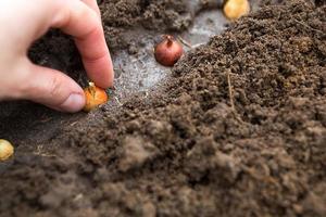 The hand plants the bulbs in the ground in the garden.Springtime, garden plants, working on a plot of land, landscaping, gardening, growing flowers, fruit crops. Copy space photo