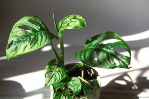 Monstera obliqua Monkey Mask close-up leaf on the windowsill in bright sunlight with shadows. Potted house plants, green home decor, care and cultivation photo